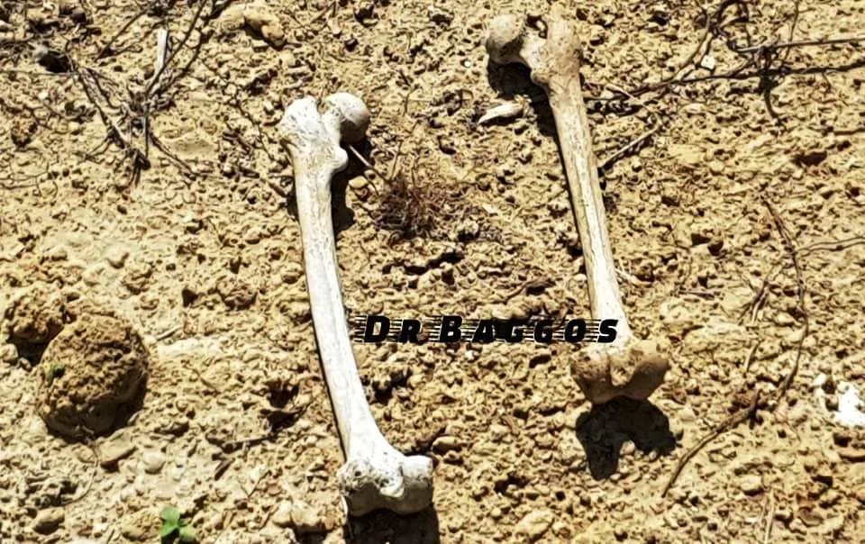 Αποτέλεσμα εικόνας για anthropina osta
