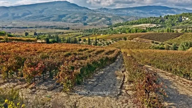 Νεμέα αμπελώνες φθινόπωρο Δρόμοι κρασιού