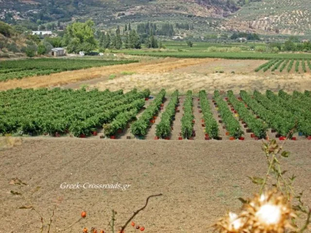 Νεμεα δρόμοι Κρασιού