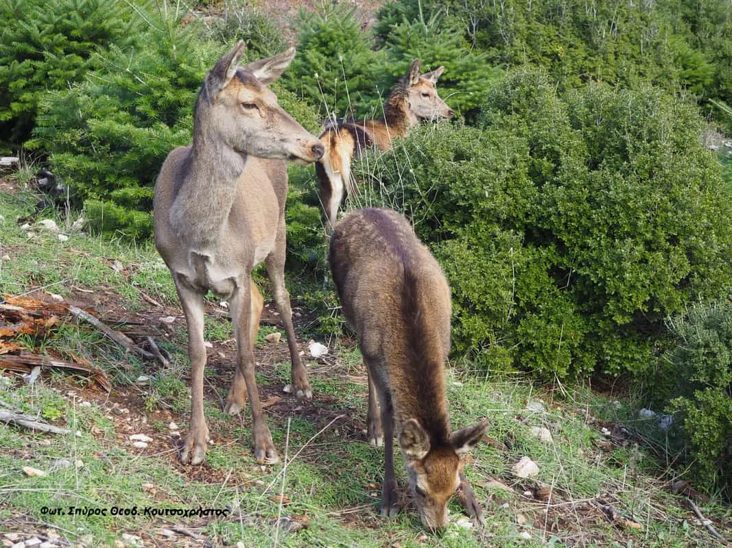 Αγριογούρουνα Στην Λεωφόρο Αθηνών – Αττικής