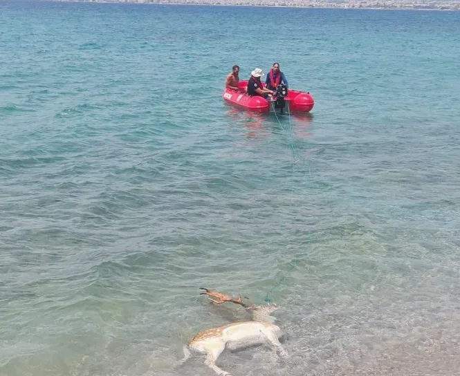 Καλαμάτα: Ελάφι ανασύρθηκε νεκρό από τη θάλασσα στον Αλμυρό