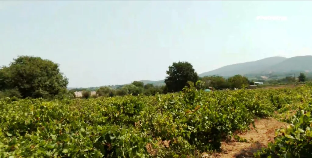 Η παραγωγή της κορινθιακής σταφίδας και το μέλλον της
