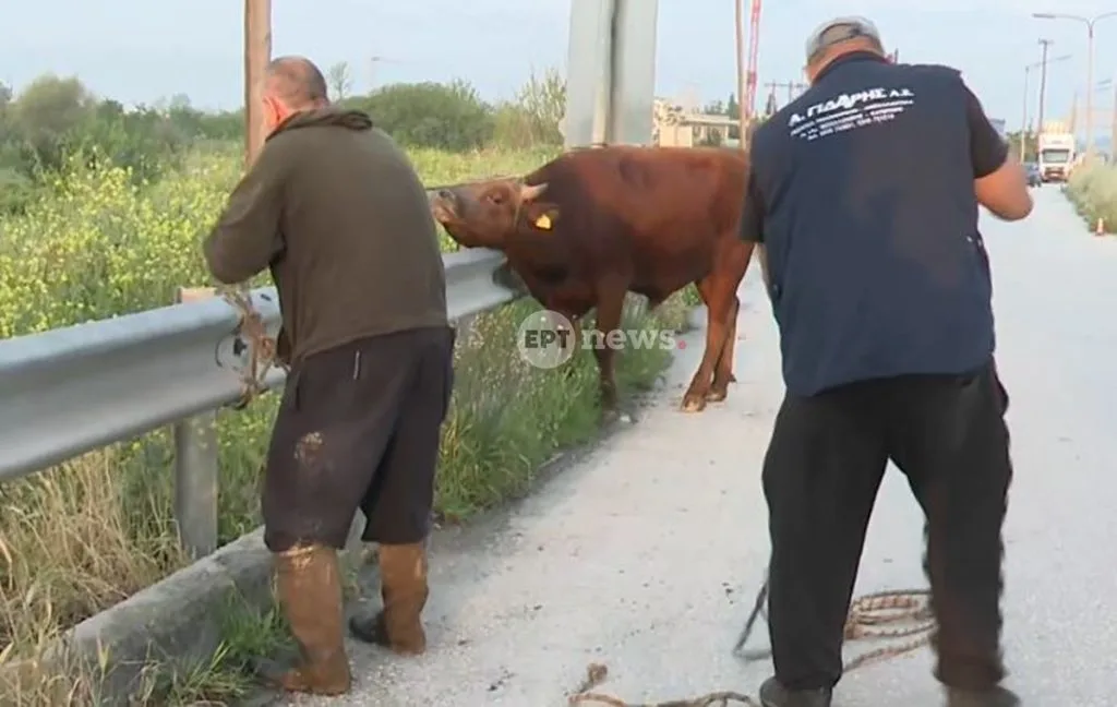 Θεσσαλονίκη: Αναστάτωση από ανεξέλεγκτο ταύρο που έτρεχε στην Εθνική Οδό στο ύψος της Σίδνου
