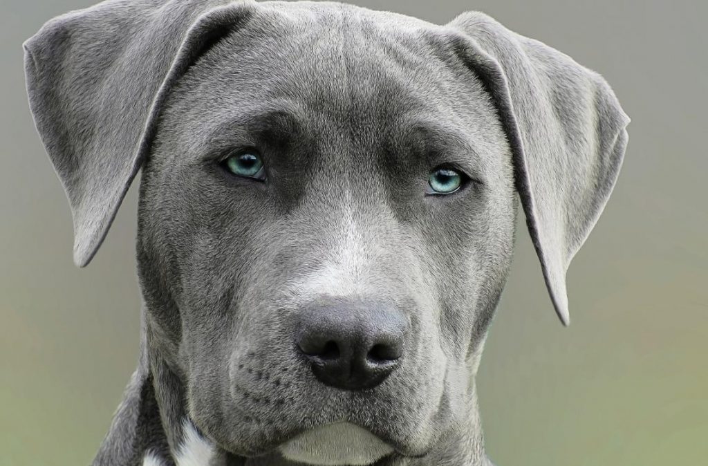 animal-canine-close-up-733416