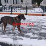 Ο σκύλος που μεταφέρει το φαγητό του λόγω χιονιού (video)