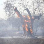 Αγρότες: Εκδόθηκε η ΚΥΑ για την προκαταβολή 50% της κρατικής αρωγής για ζημιές σε φυτικό κεφάλαιο από τις πυρκαγιές του 2023