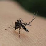 Πληθαίνουν τα κουνούπια λόγω κλιματικής κρίσης – Δάγκειος πυρετός και ελονοσία απειλούν την Ευρώπη
